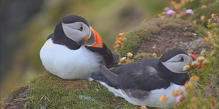 Midsummer Puffins
