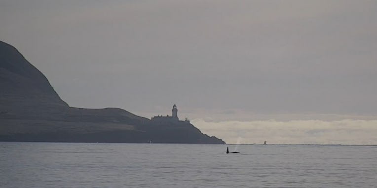Orca glimpses