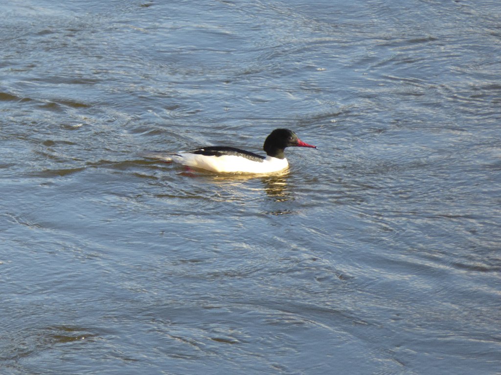 Wildlife spotting while kayaking the River Wye — kingfisher and otters near Hay-on-Wye